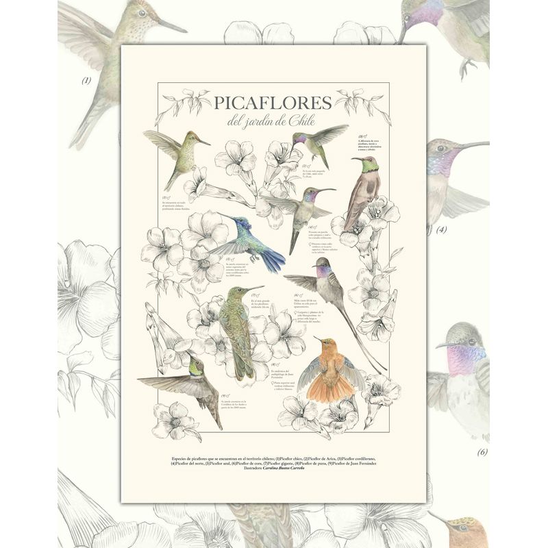 MAPPIN - Póster Picaflores de Chile - Lámina