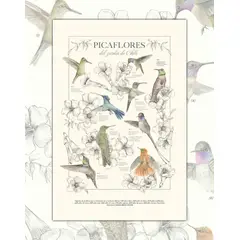 MAPPIN - Póster Picaflores de Chile - Lámina