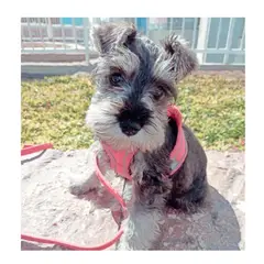 SUSU - Arnés mascotas pequeñas Talla XXS Rosa correa GRATIS