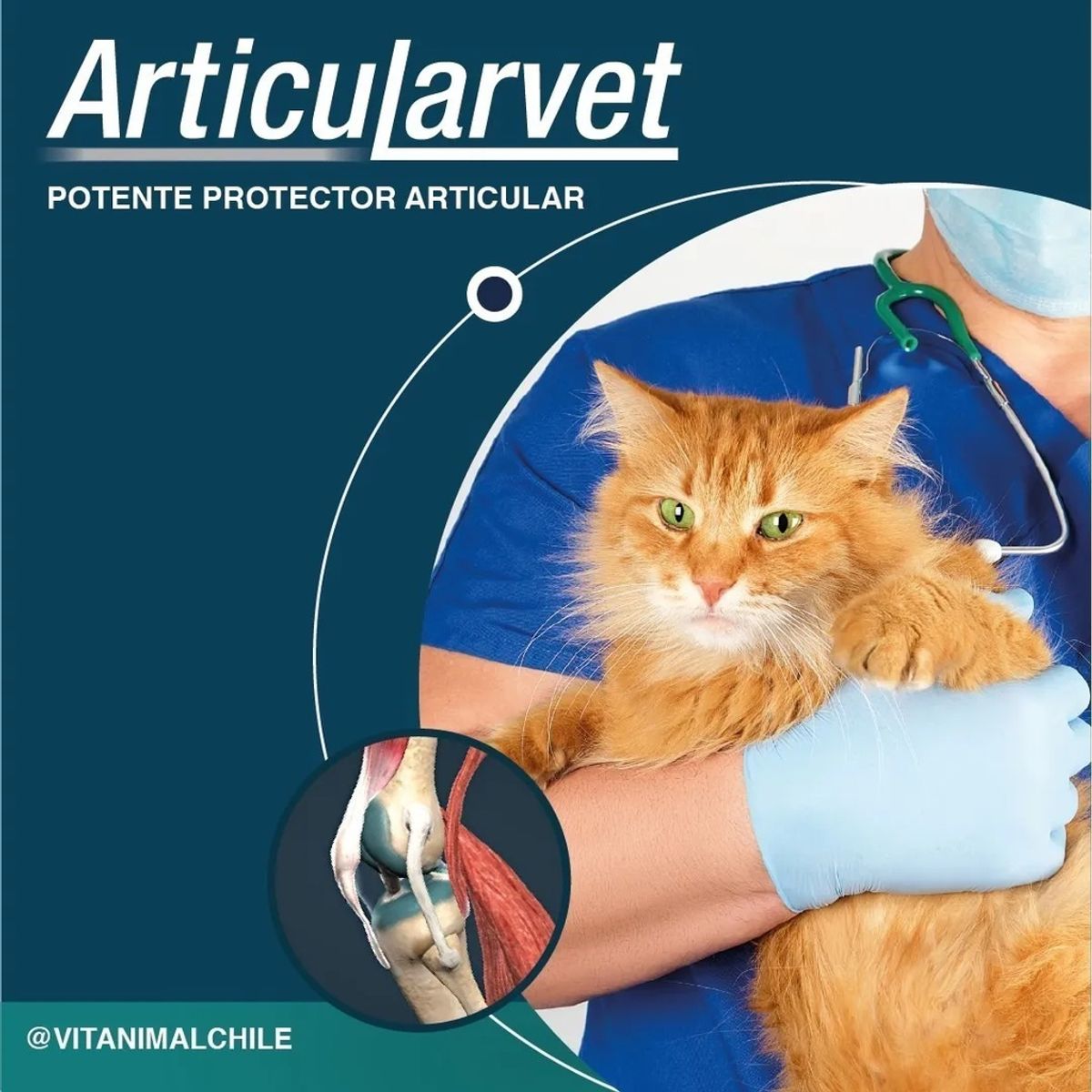 GENERICO - Articularvet Vitanimal Suplemento Perros Y Gatos 30 Comps