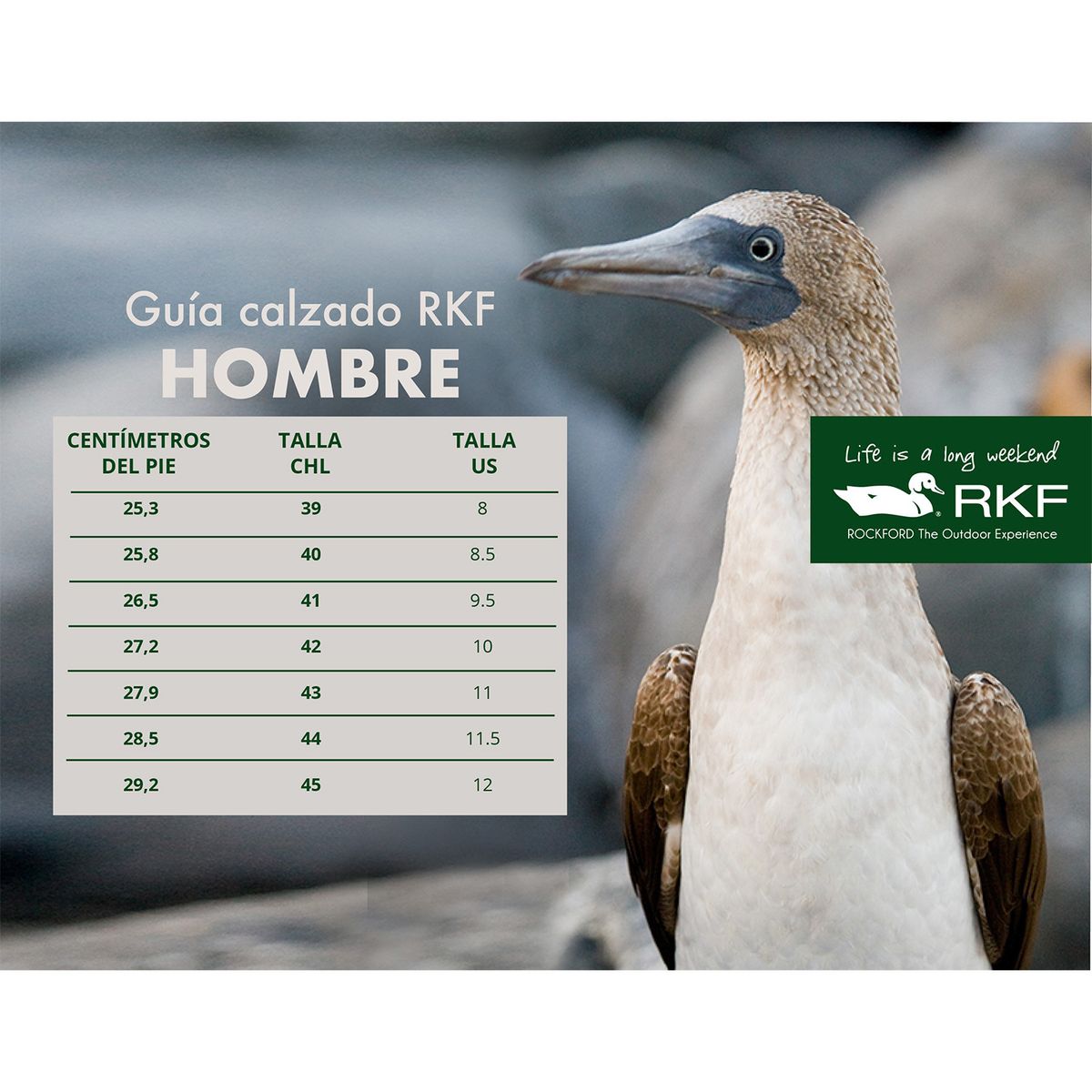 ROCKFORD - Zapatilla Hombre Ted Café Claro ROCKFORD