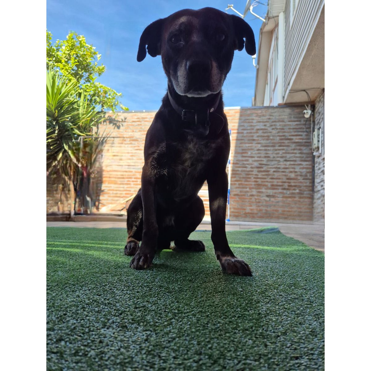 GENERICO - Pasto sintético 10mm premium 5mts x 2mts 10m2