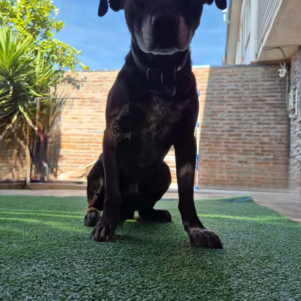 GENERICO - Pasto sintético 10mm Premium 10mt x 2mt  20m2