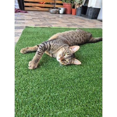 Imagen 2 del producto Pasto sintético 8mm 5mts x 2mts 10m2