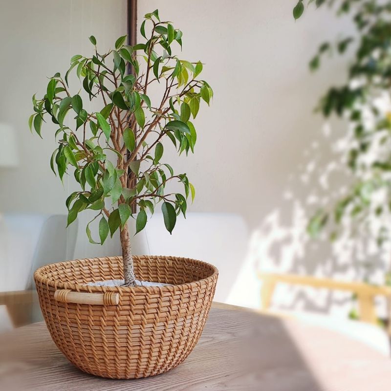 GENERICO - Cesta Fibras Naturales 24cm de diámetro