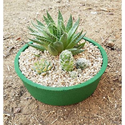 Imagen 2 del producto Macetero de Arena Biodegradable Suculenta - Verde 16x16x5