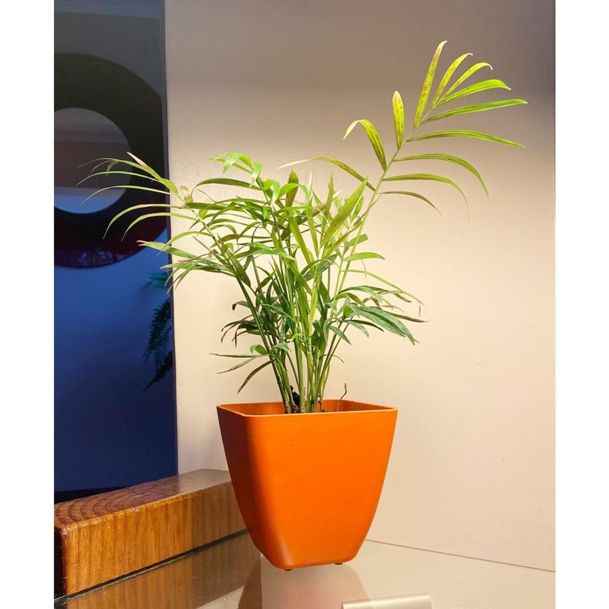 DECOGREEN - Macetero de Bamboo Biodegradable Decogreen Cuadrado Naranjo 13x13x12