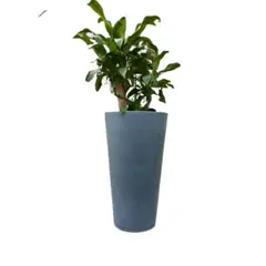 FLORIDIS - MACETERO GRAFITO GENEBRA 80CM ALTO CON PLATO