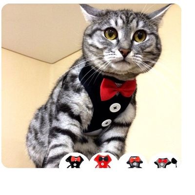 Imagen 2 del producto Arnes Para Mascotas Gatos Ó Perros Raza Pequeña Con Corbatín