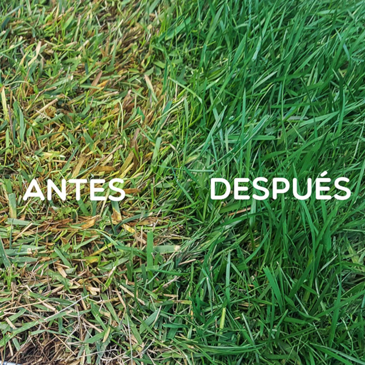 INGEPINT - Pintura para césped base agua 1 gl verde