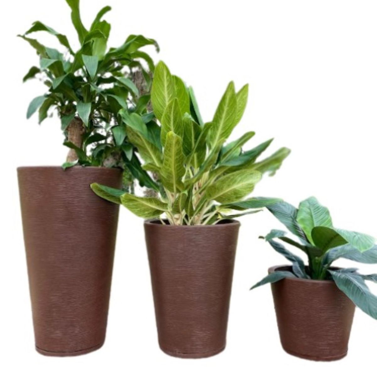 FLORIDIS - MACETERO FLORIDIS CAFÉ GENEBRA 80CM ALTO CON PLATO.