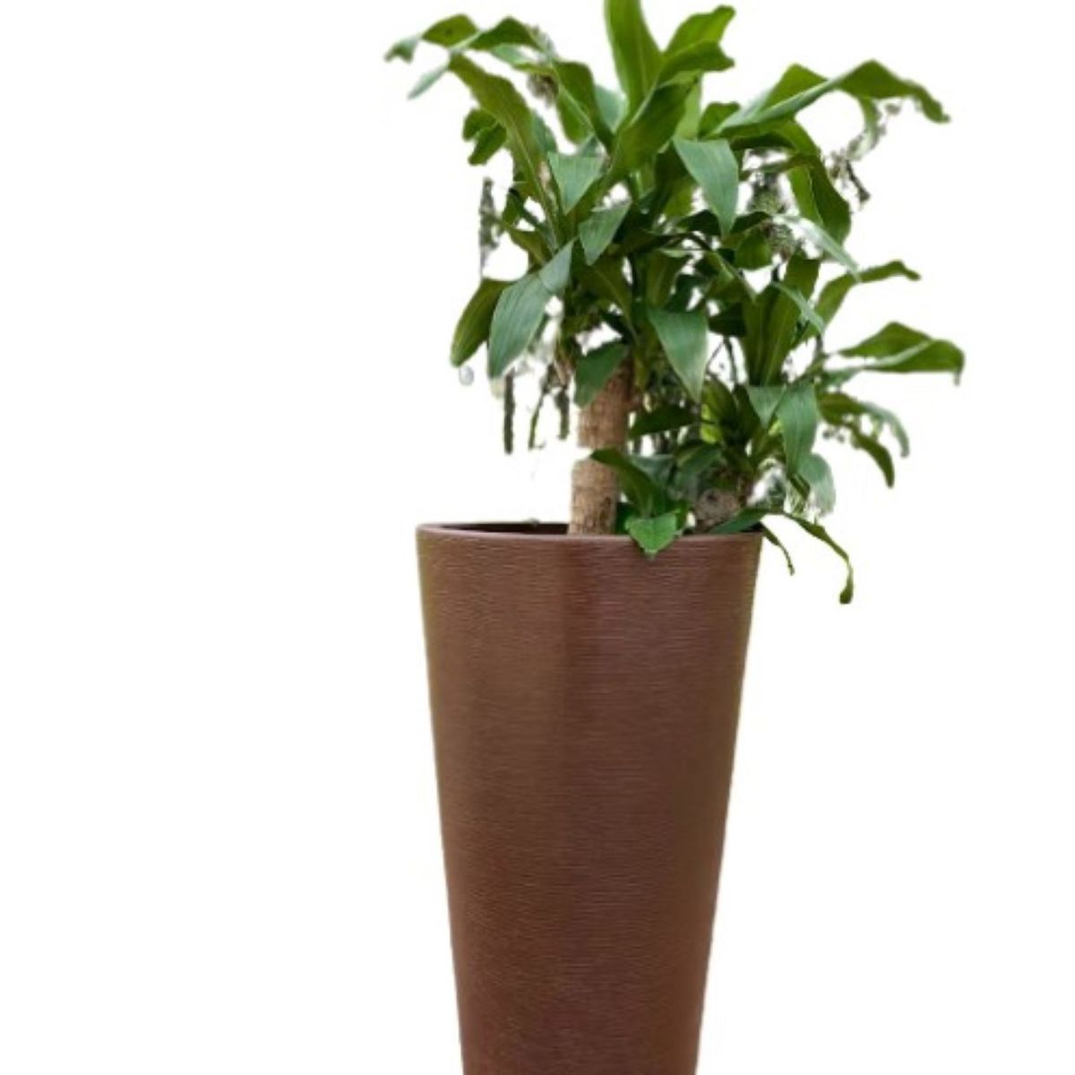 FLORIDIS - MACETERO FLORIDIS CAFÉ GENEBRA 80CM ALTO CON PLATO.