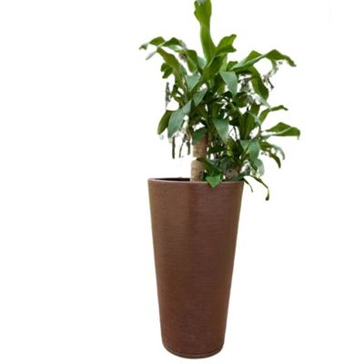 Imagen 2 del producto MACETERO CAFÉ GENEBRA 80CM ALTO CON PLATO