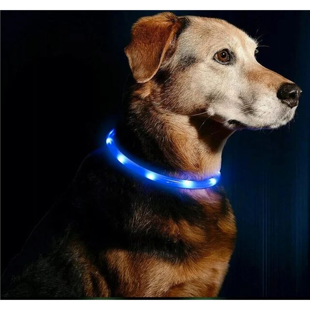 GENERICO - Collar Led Luminoso 35 Cm Perro Carga Usb Azul