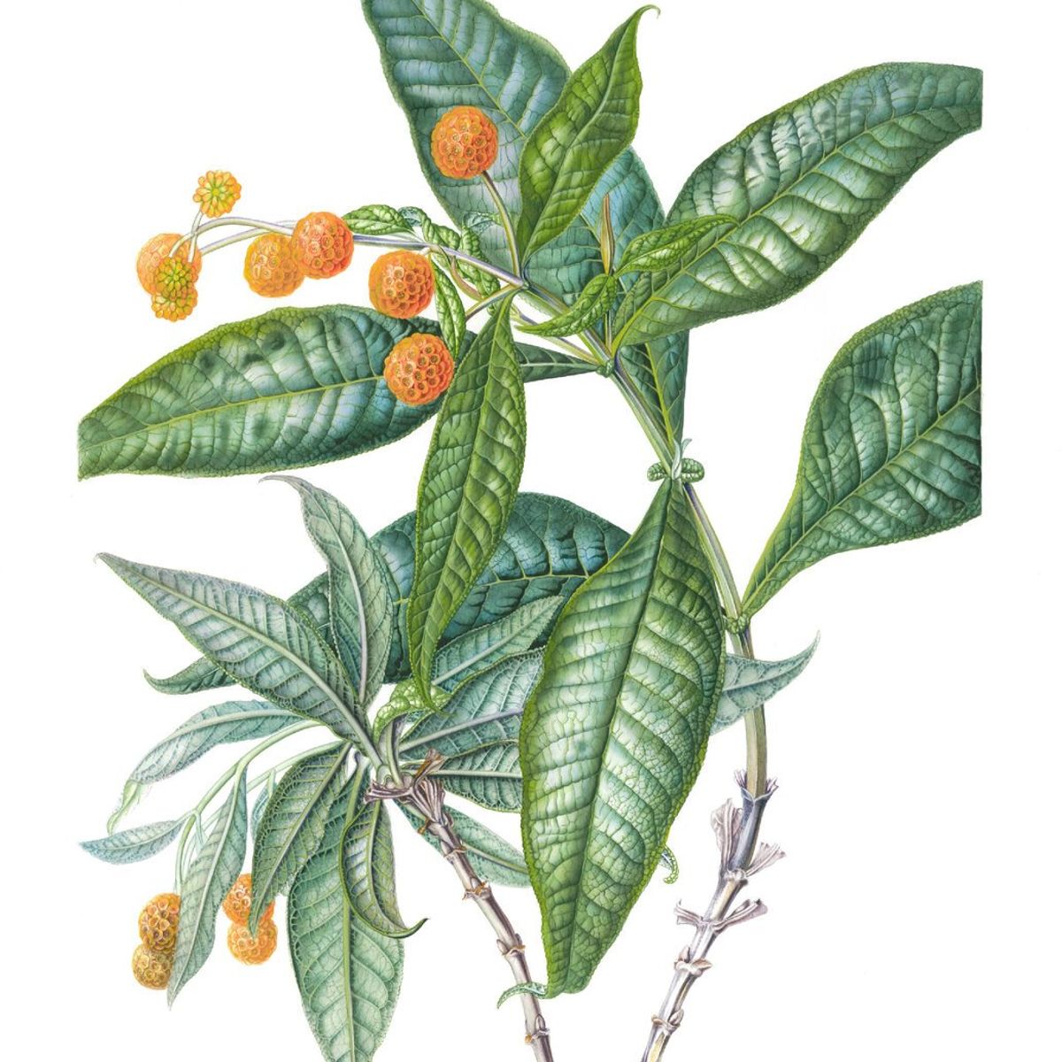 EDITORIAL CONTRAPUNTO - Plantas y árboles de los bosques de Chile