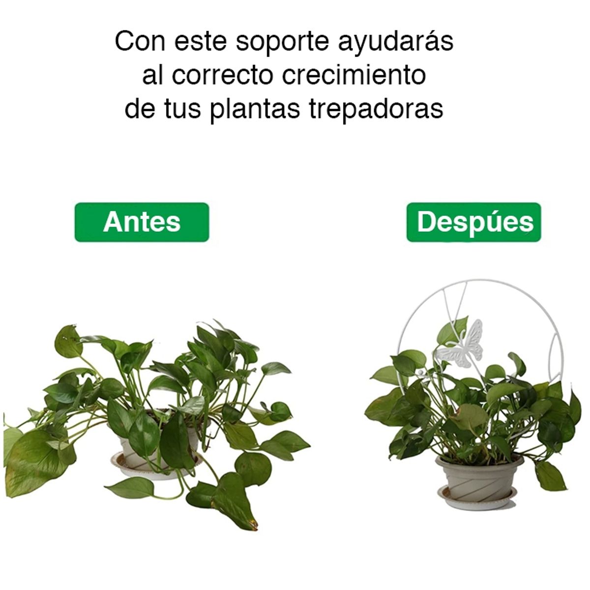 MIABU - Soporte para plantas trepadoras Mariposa Blanca