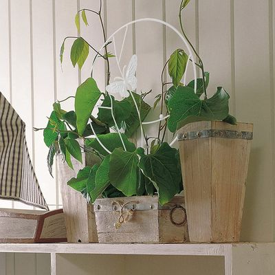 Imagen 2 del producto Soporte para plantas trepadoras Mariposa Blanca