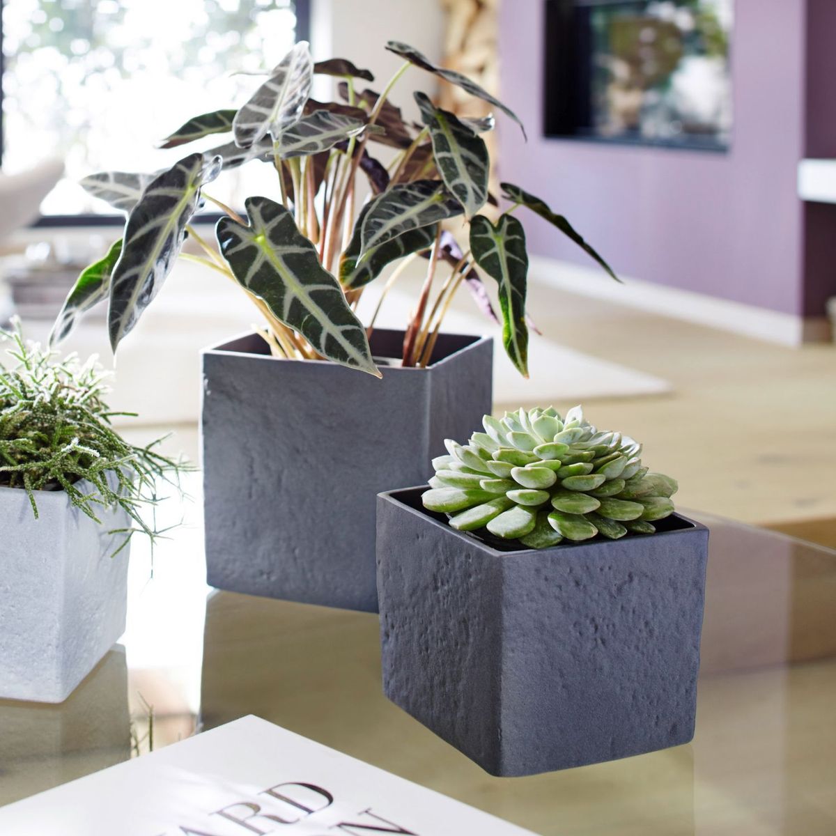 SCHEURICH - Macetero Cerámica 18 cm Gris Oscuro