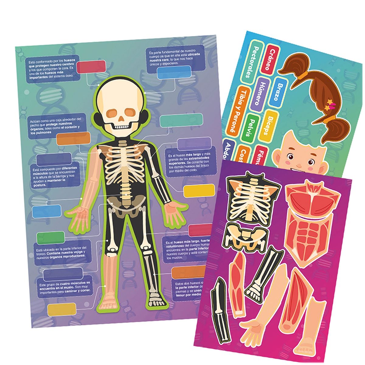 ADETEC - Láminas Magnéticas Interactivas Huesos y Músculos
