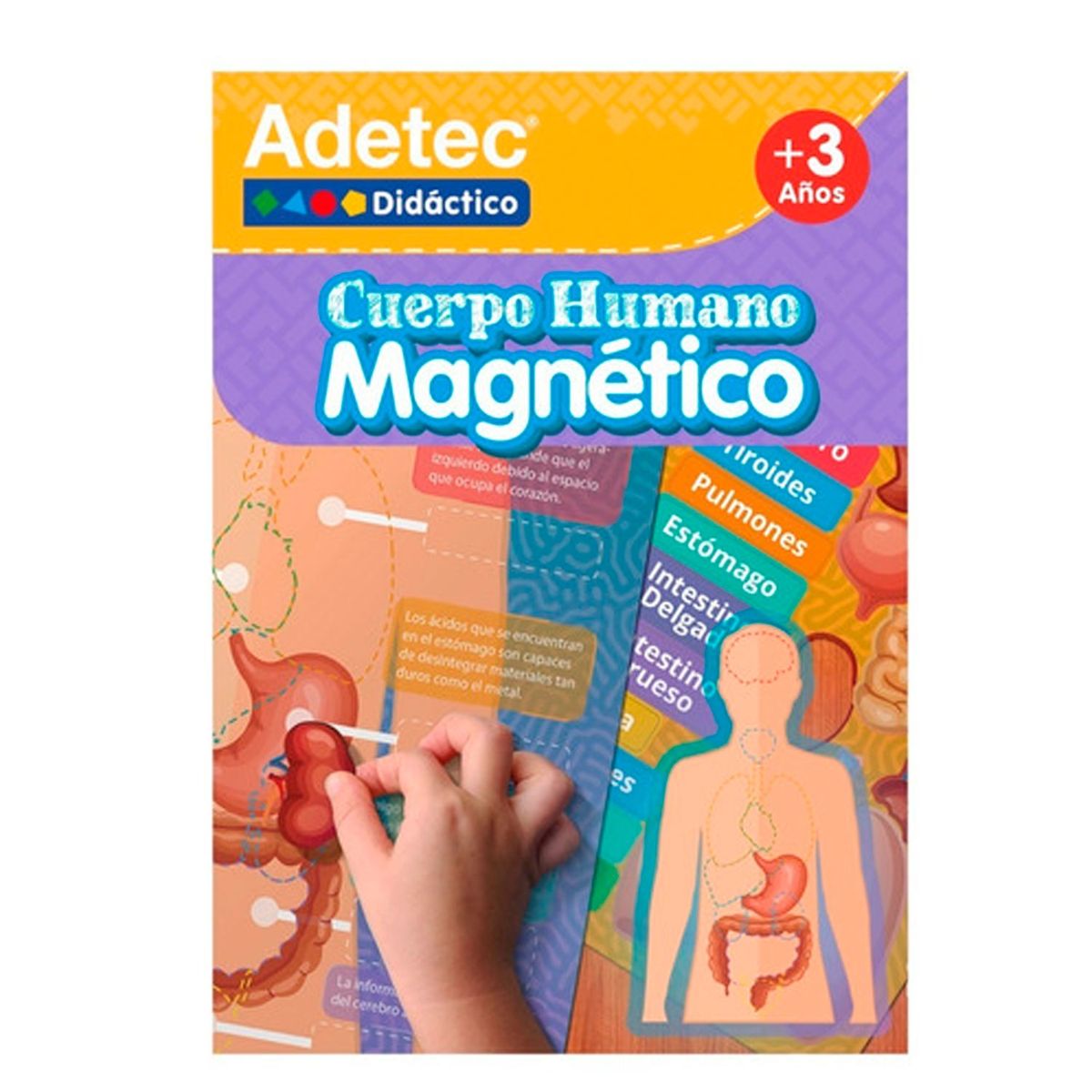 ADETEC - Juego Didactico Cuerpo Humano Láminas Magnéticas Intera