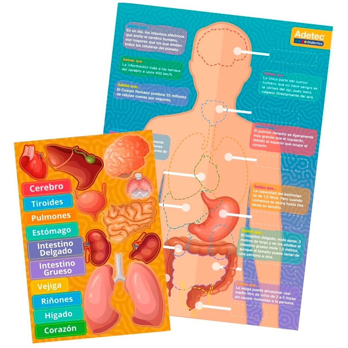 ADETEC - Juego Didactico Cuerpo Humano Láminas Magnéticas Intera
