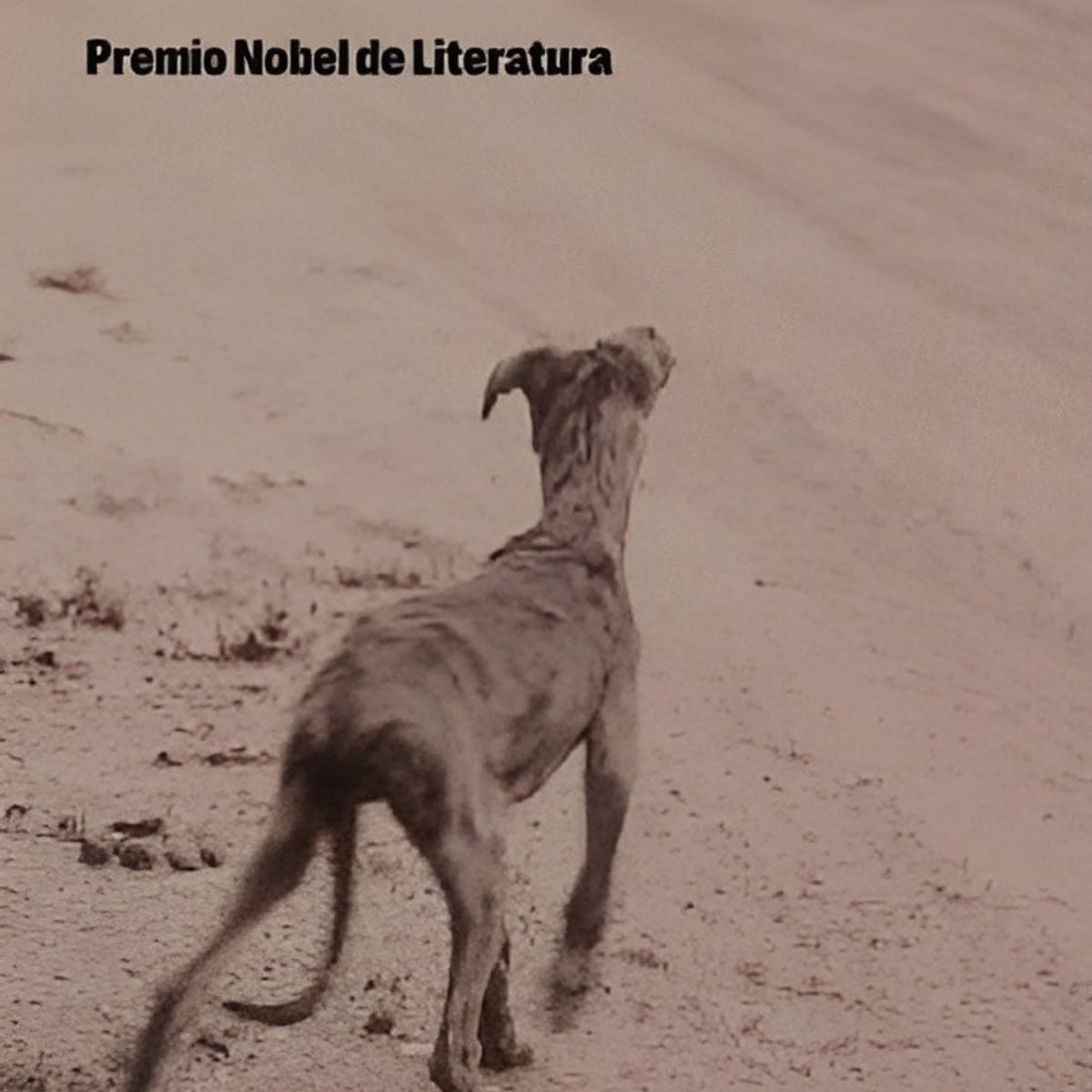 TOP10BOOKS - LIBRO Desgracia (relanzamiento) - Desgracia (Relanzamiento)