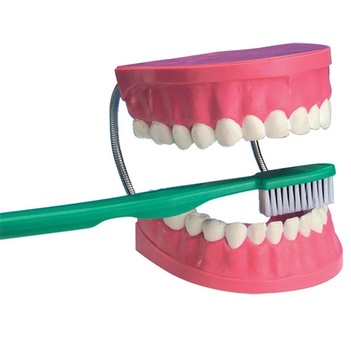 EDUSCIENCE - Modelo de Dentadura con cepillo