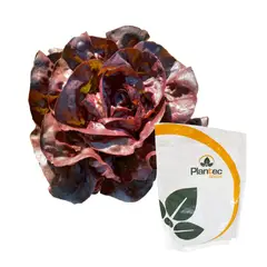 GENERICO - Semilla Lechuga Francesa variedad Matrioska 1000 semillas