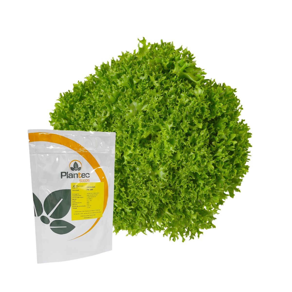 GENERICO - Semilla Lechuga Lollo Bionda variedad PX-286 1000 semillas