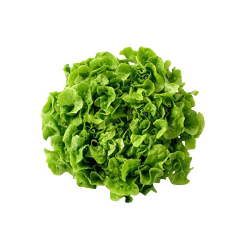 GENERICO - Semilla Lechuga Peletizada Hoja roble verde Quenty 1000u