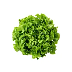 GENERICO - Semilla Lechuga Peletizada Hoja roble verde Quenty 1000u