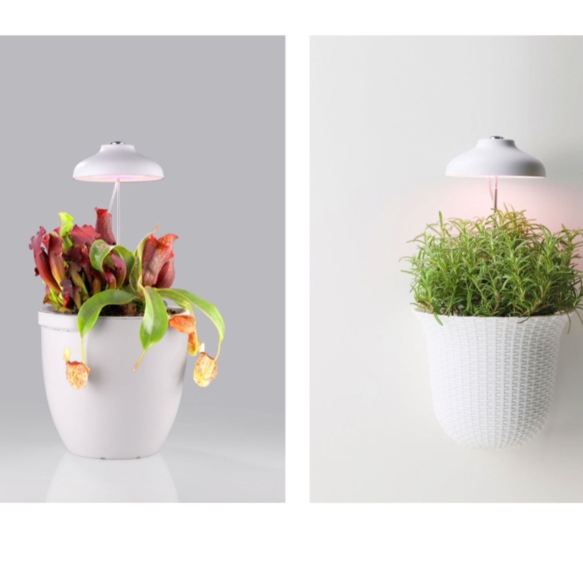 GROWLED - LUZ de cultivo indoor para PLANTAS interior X 2 pack GrowLED