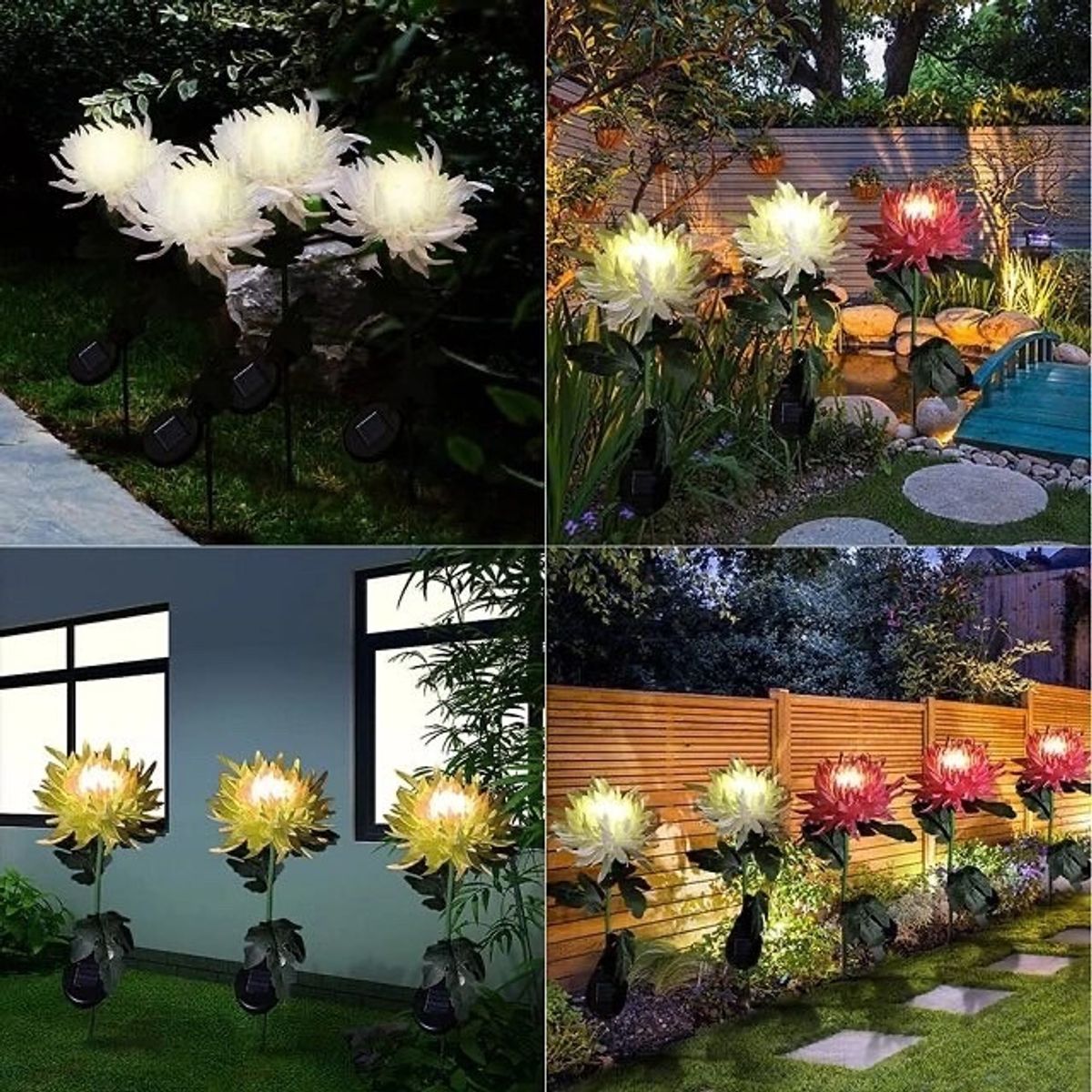 GENERICO - Crisantemo con luz solar