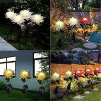 Crisantemo con luz solar