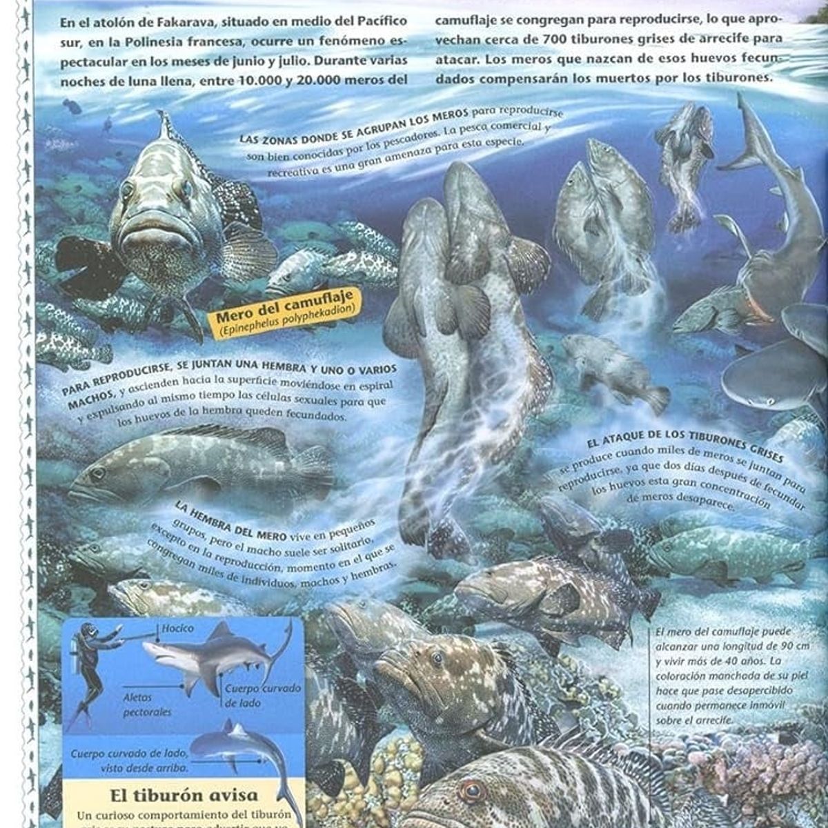 EDITORIAL CONTRAPUNTO - Atlas De Los Océanos