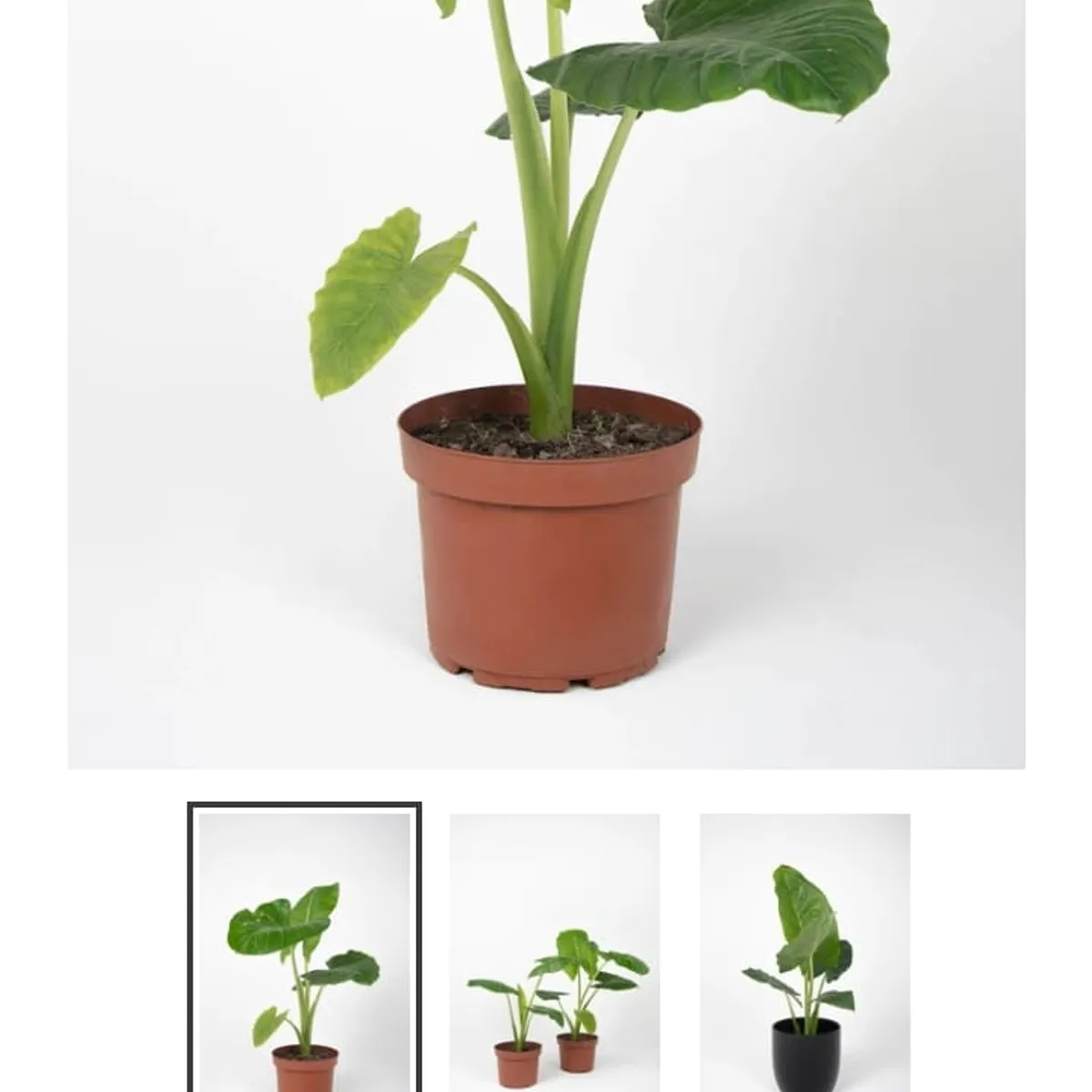 GENERICO - Manto de Eva de 40 cm.