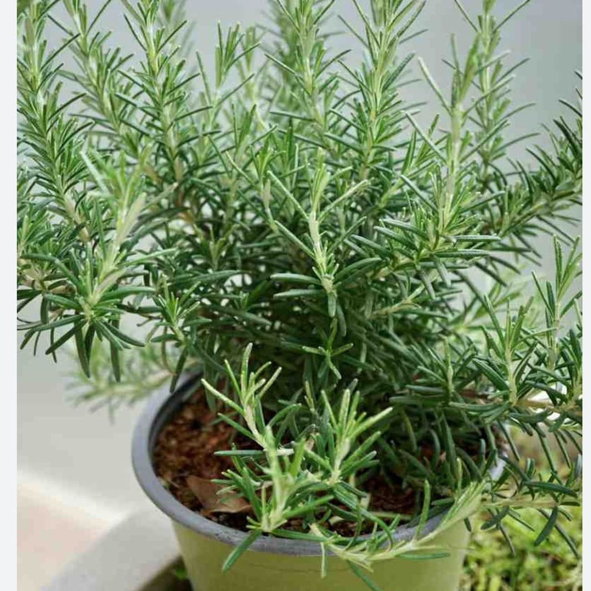 GENERICO - Romero ( Rosmarinus officinalis) 20 a 30 cm. aproximadamente