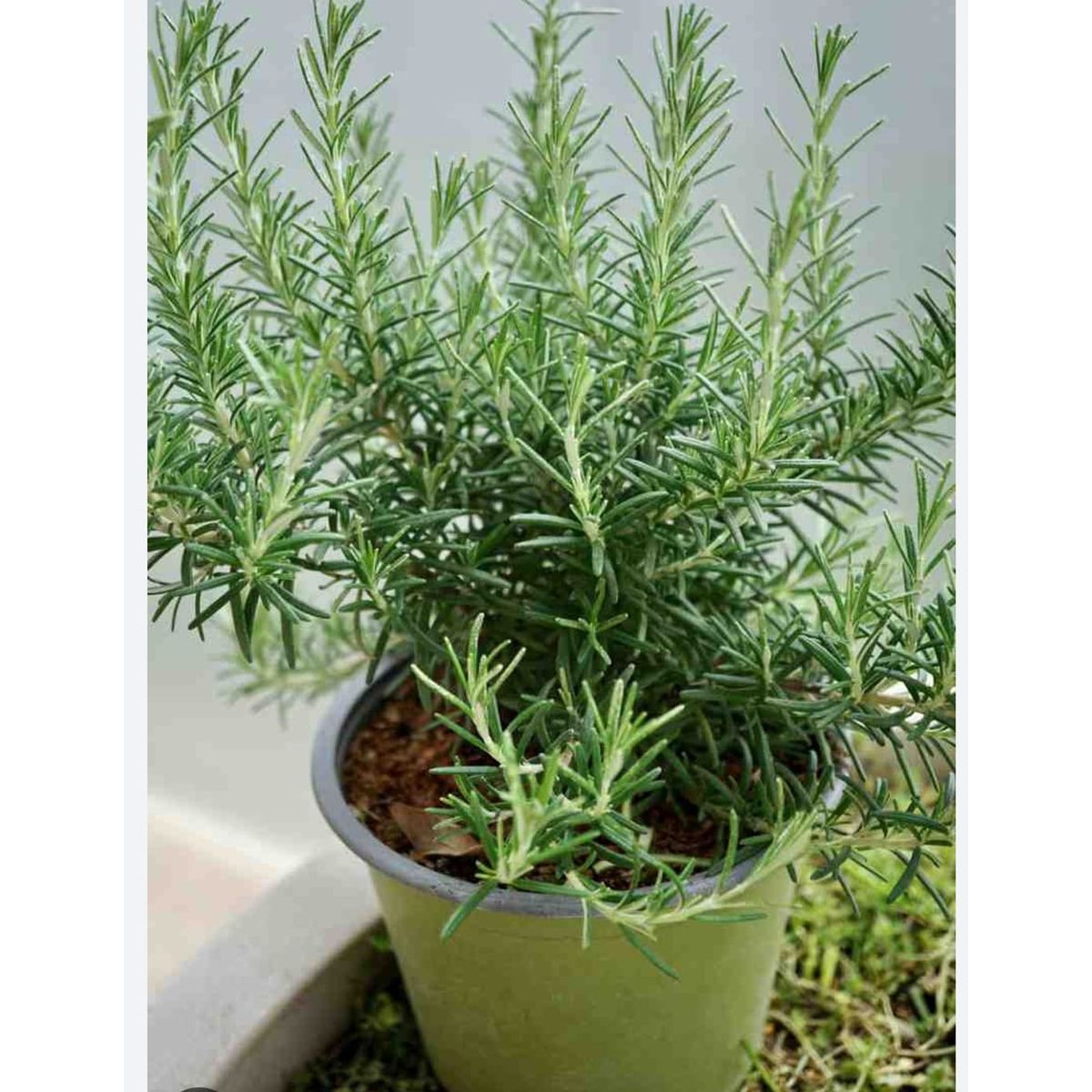 GENERICO - Romero ( Rosmarinus officinalis) 20 a 30 cm. aproximadamente
