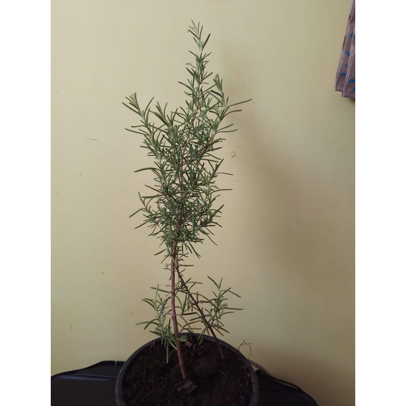 GENERICO - Romero ( Rosmarinus officinalis) 20 a 30 cm. aproximadamente