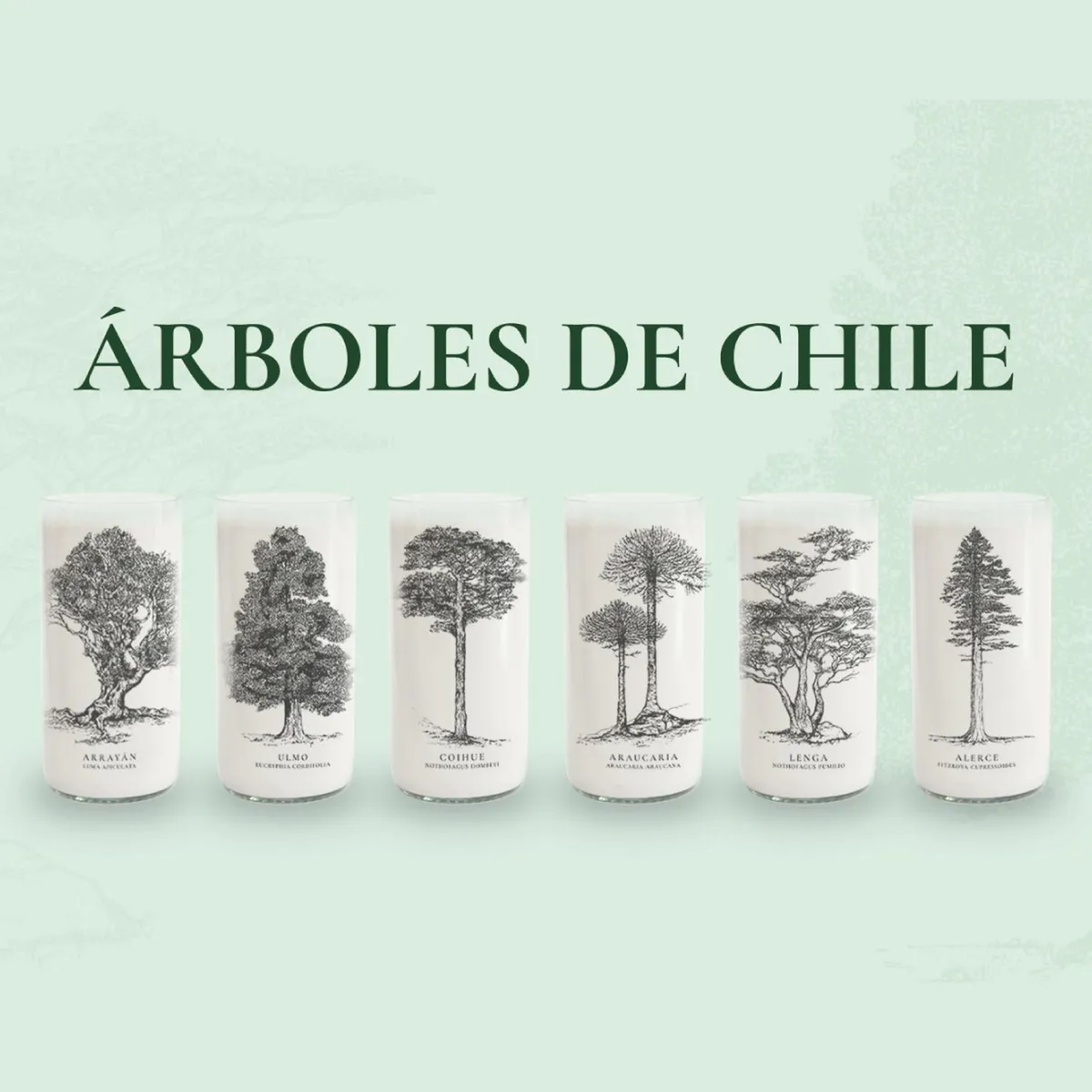 GREEN GLASS - Juego de 6 Vasos Árboles de Chile