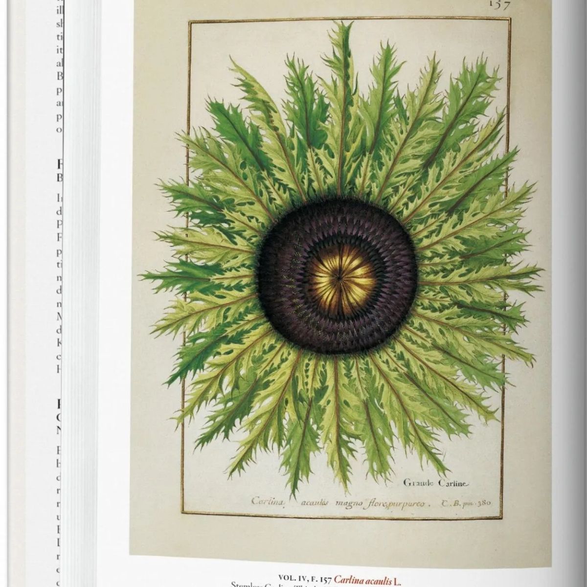 TASCHEN - A Garden Eden. Masterpieces Of Botanical Illustration