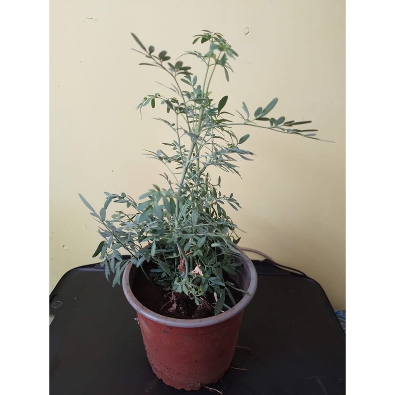 GENERICO - Ruda (Ruta greveolens) planta de 36 cm. aprox.