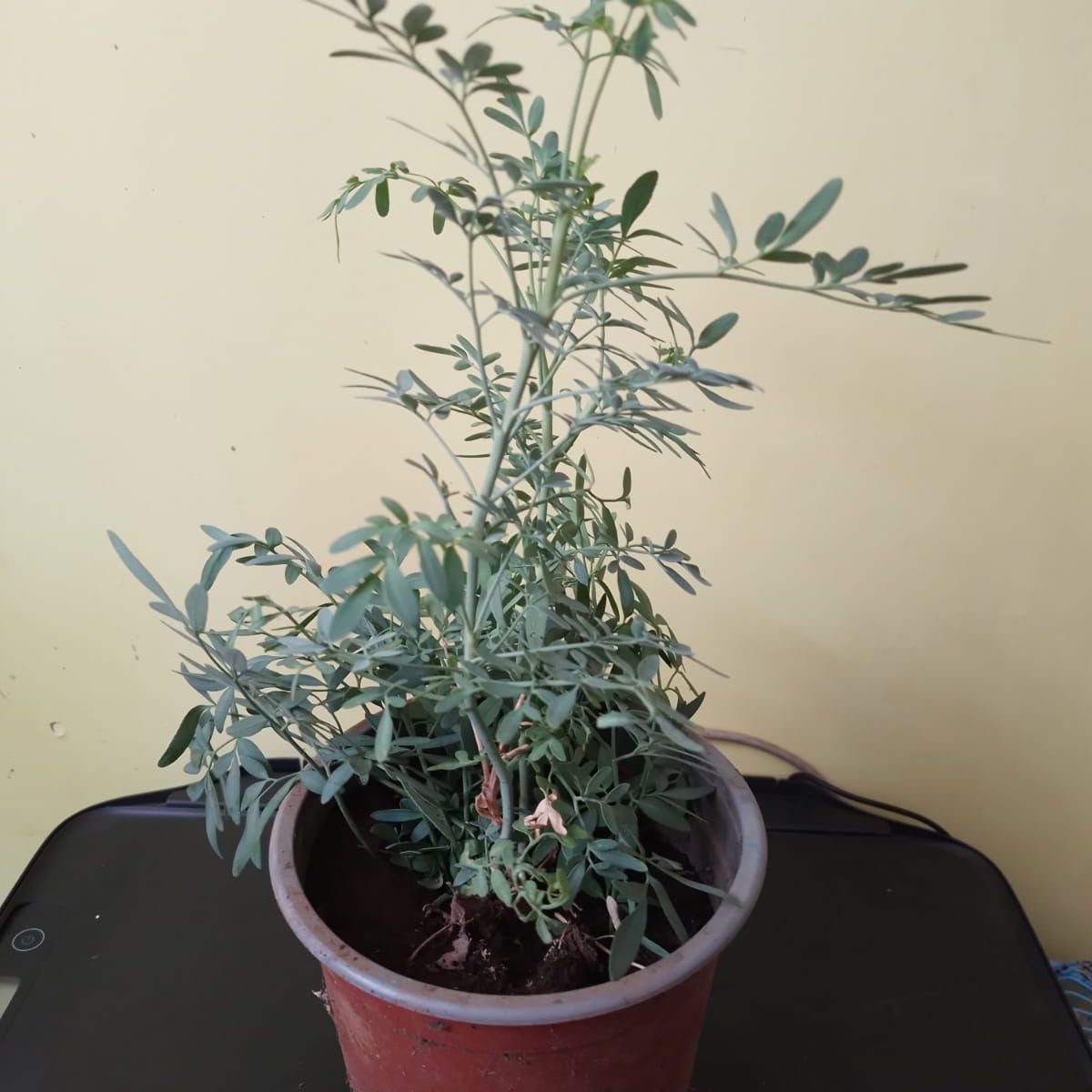 GENERICO - Ruda (Ruta greveolens) planta de 36 cm. aprox.
