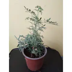 GENERICO - Ruda (Ruta greveolens) planta de 36 cm. aprox.
