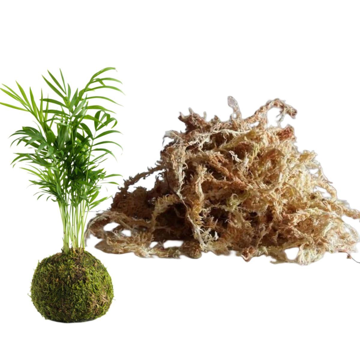 GENERICO - MUSGO SPHAGNUM PARA KOKEDAMAS 5 kilos