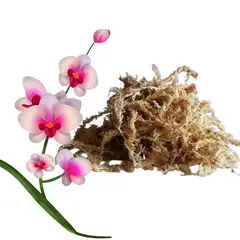 GENERICO - MUSGO SPHAGNUM PARA ORQUIDEAS 5 kilos
