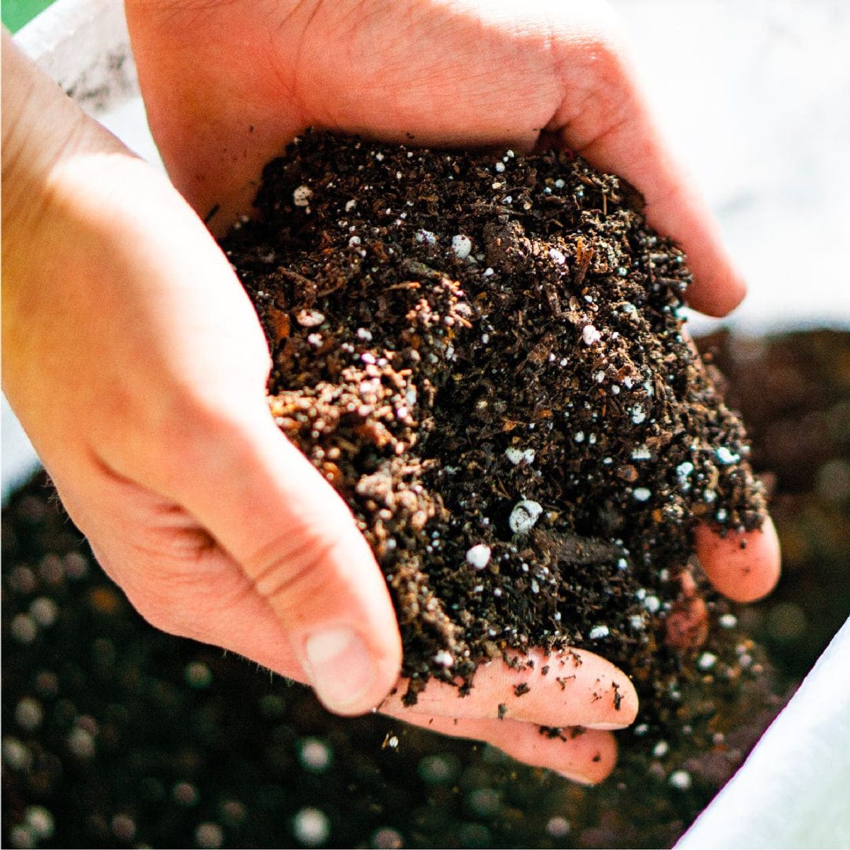 DE RAÍZ - Sustrato para Suculentas 22L De Raíz Abono