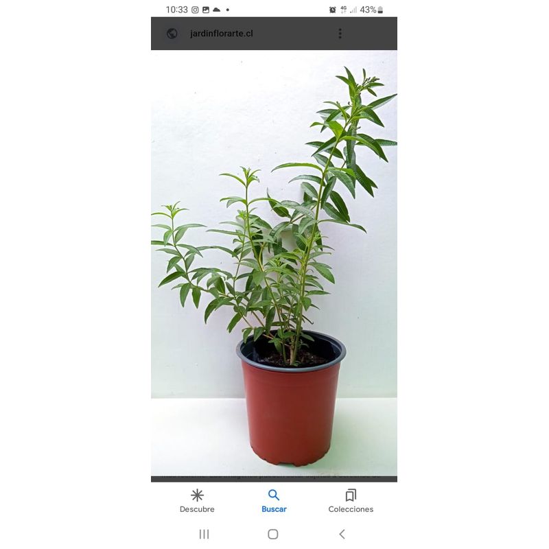 GENERICO - Cedrón,( Aloysia citrodora) 50 cm. de altura aprox.