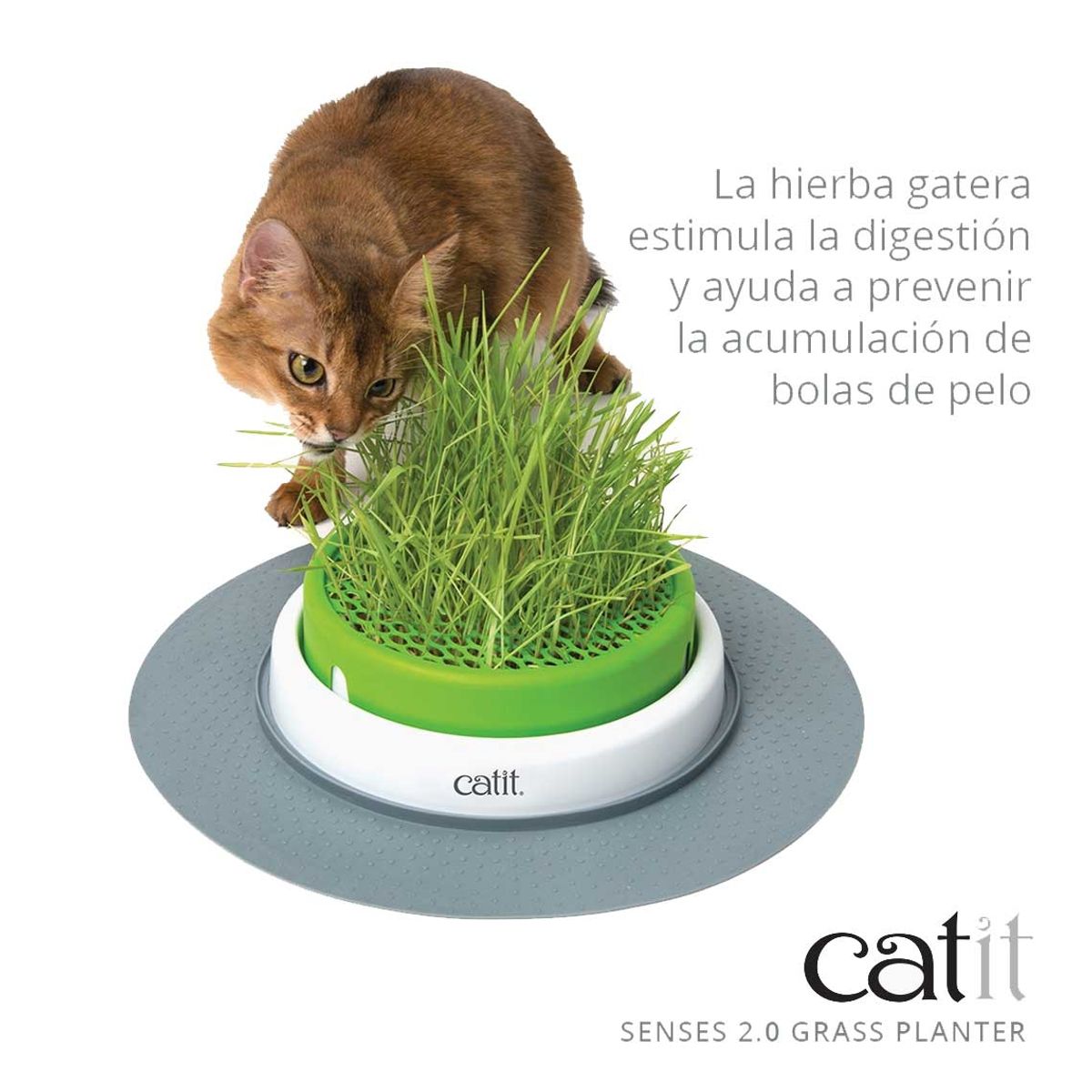 CATIT - Kit Germinador de Pasto Catit Cat Grass