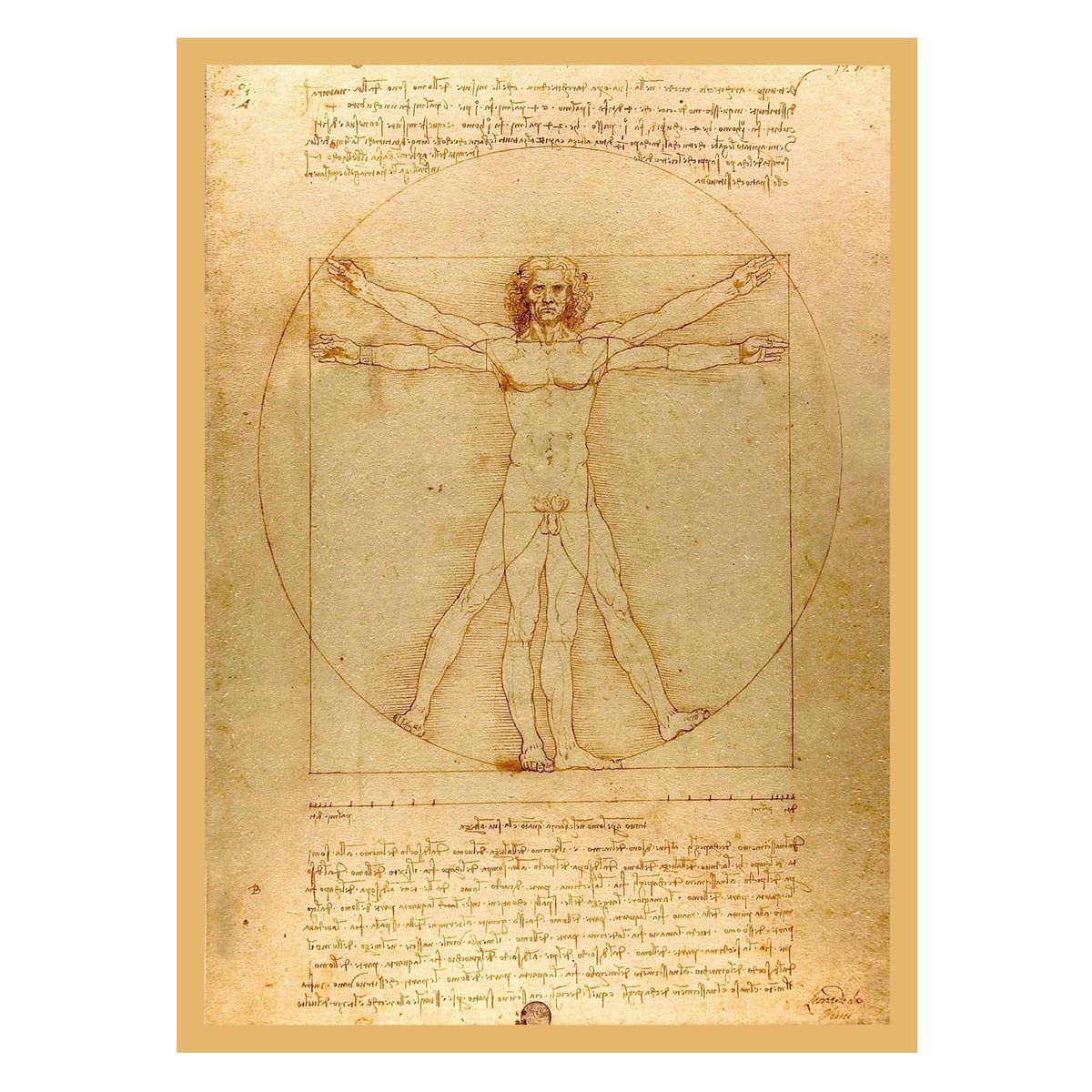 GENERICO - Cuadros 50x70 El Hombre Del Vitruvio